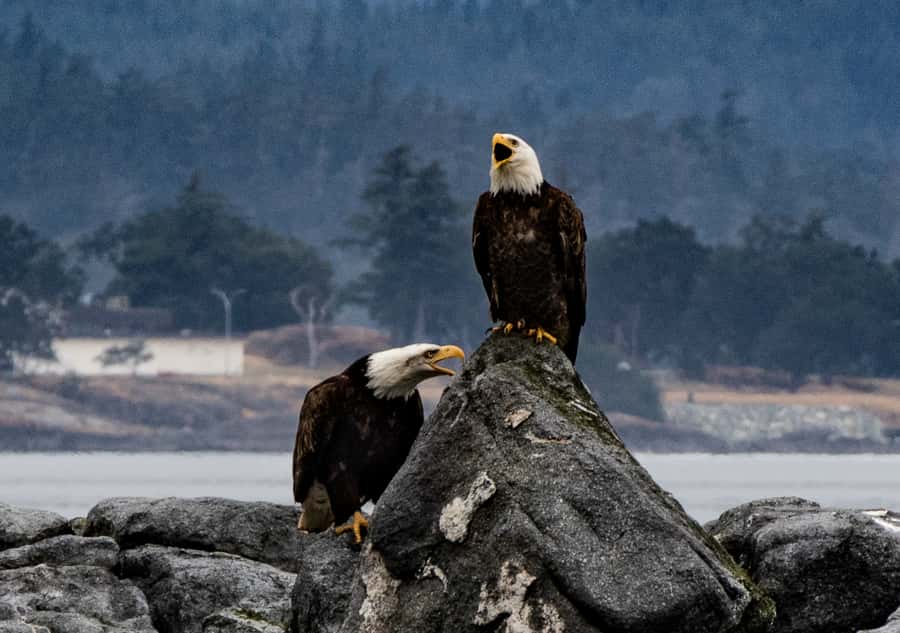 From Victoria: Whale Watching Marine Wildlife Excursion - Who should book this Zodiac excursion?