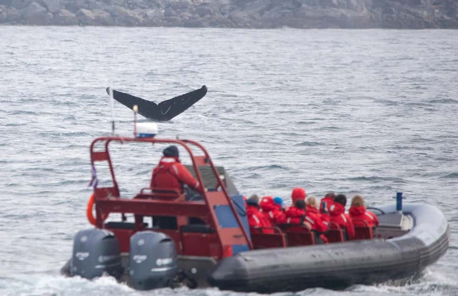 From Victoria: Whale Watching Marine Wildlife Excursion - Why the open Zodiac changes the experience