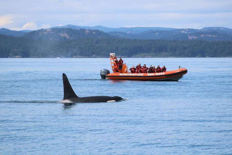 From Victoria: Whale Watching Tour by Zodiac Boat - Key things to know before boarding