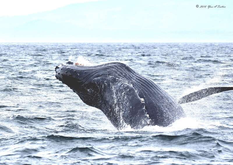 From Victoria: Whale Watching Tour by Zodiac Boat - Meeting SpringTide on Wharf Street