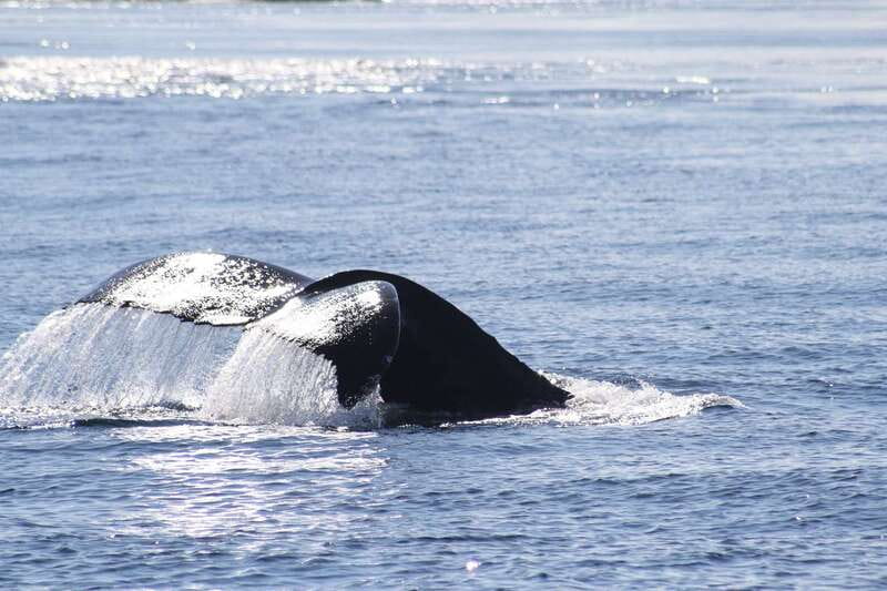 From Victoria: Whale Watching Tour by Zodiac Boat - Sea lions, seals, eagles, and smaller rewards