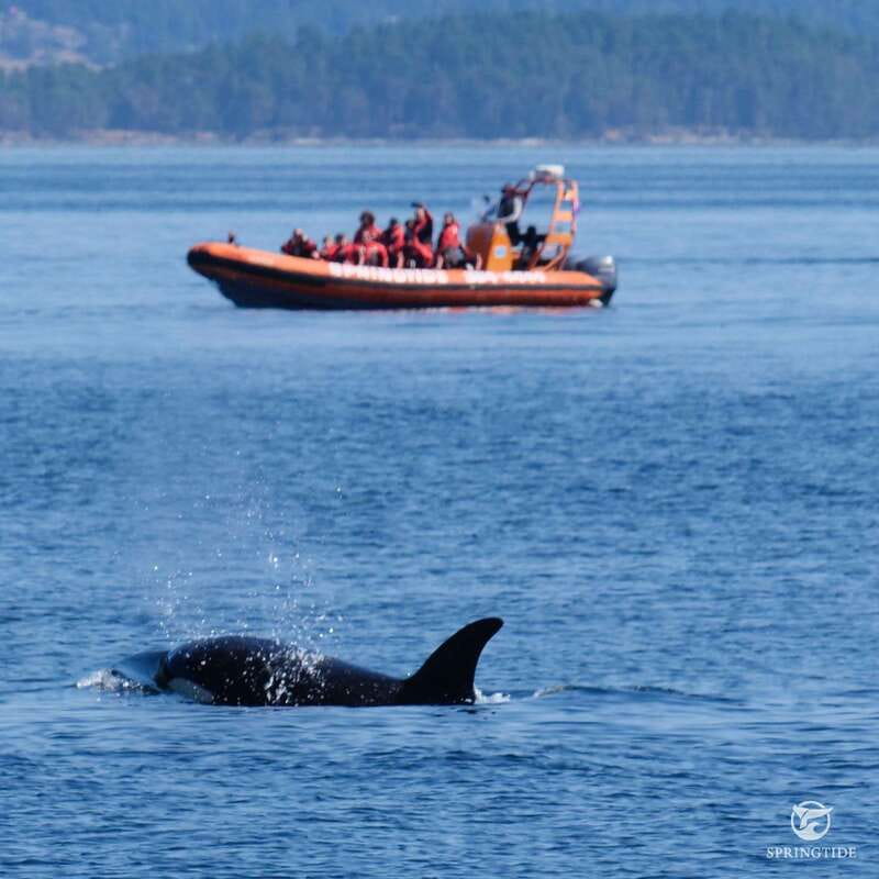 From Victoria: Whale Watching Tour by Zodiac Boat - The guides are a large part of the value