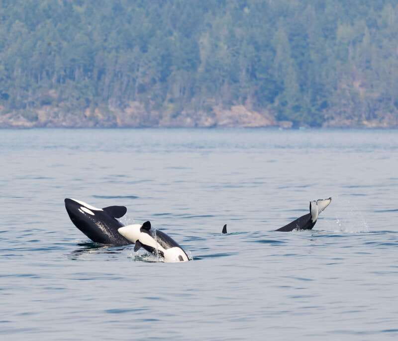 From Victoria: Whale Watching Trip on Covered Boat - The three-hour route through the Salish Sea