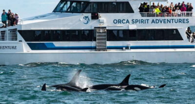 From Victoria: Whale Watching Trip on Covered Boat