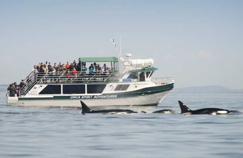 From Victoria: Whale Watching Trip on Covered Boat - Orcas, humpbacks, and the moments you remember