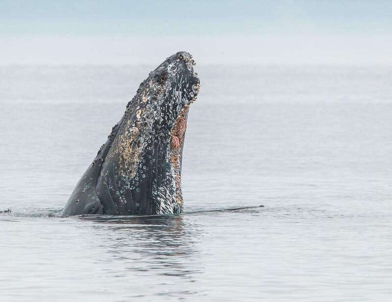 From Victoria: Whale Watching Trip on Covered Boat - Free photos mean you can watch with both eyes
