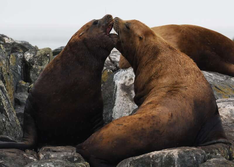 From Victoria: Whale Watching Trip on Covered Boat - Value at $132 per person