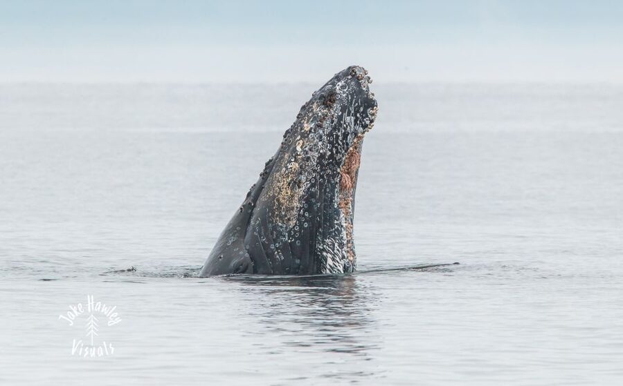 From Victoria: Whale Watching Trip on Covered Boat - Timing your trip from April through October