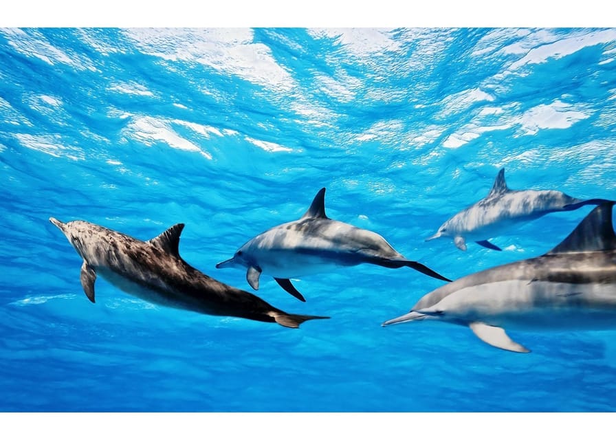Fuerteventura: Whale & Dolphin Watching Boat Tour with Guide - Key points to know before you go