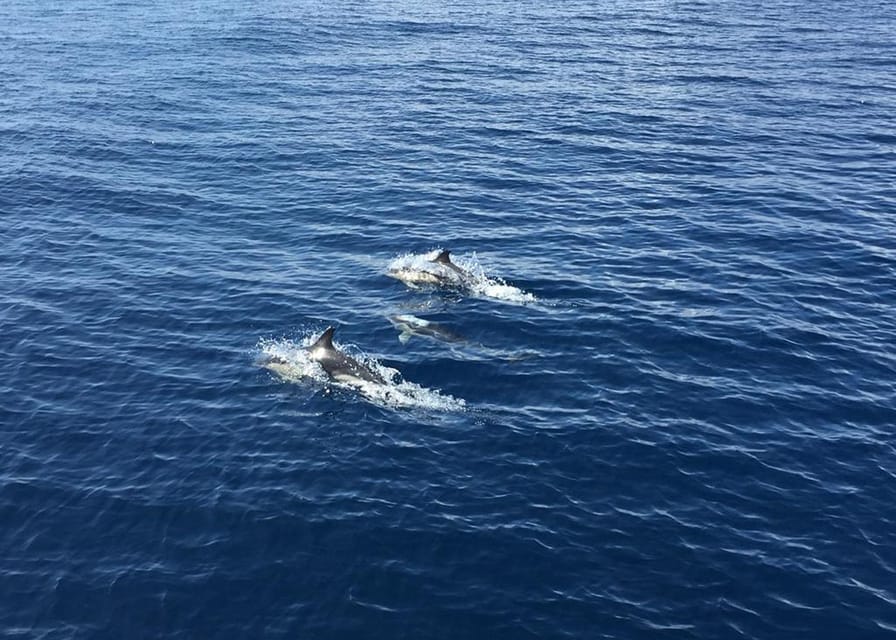 Fuerteventura: Whale & Dolphin Watching Boat Tour with Guide - Setting out between Fuerteventura and Lanzarote