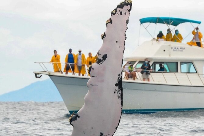 Full Day Bacardi Whale Watching - End Season March 30th - From Punta Cana to Las Cañitas at 9 a.m.