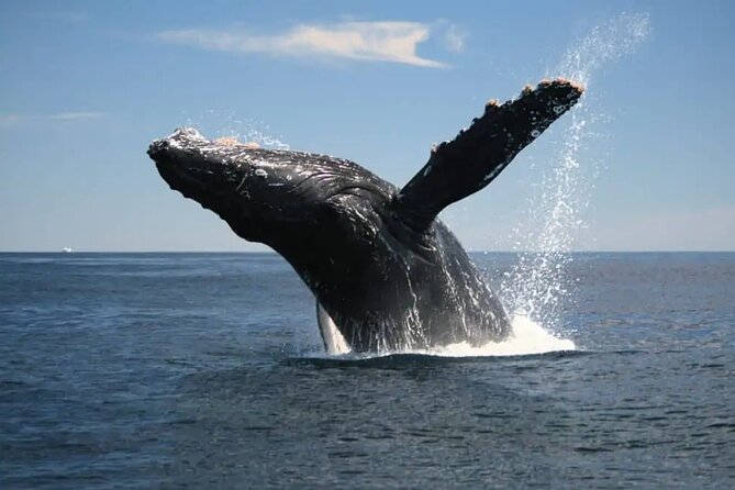 Full Day Bacardi Whale Watching - End Season March 30th - What makes the end of season special