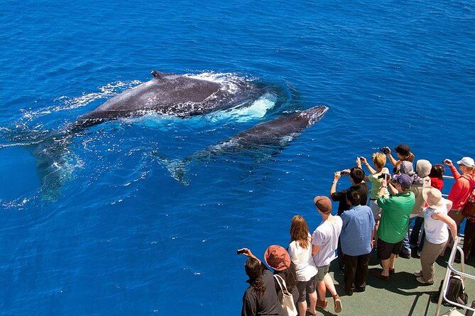 Full Day Bacardi Whale Watching - End Season March 30th - Who will enjoy this full-day outing