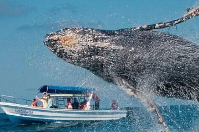 Full Day Bacardi Whale Watching - End Season March 30th - Forty-five minutes in the Humpback Whale Sanctuary