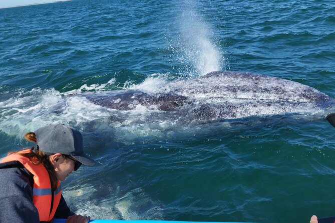 Full Day Gray Whale Watching Experience - Key Things to Know Before You Book