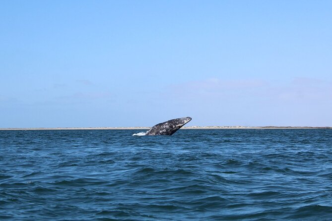 Full Day Gray Whale Watching Experience - Mangroves, Panga, and the First Whale Sightings