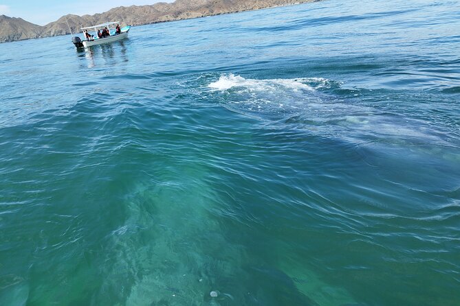 Full Day Gray Whale Watching Experience - Guides, Explanations, and Communication