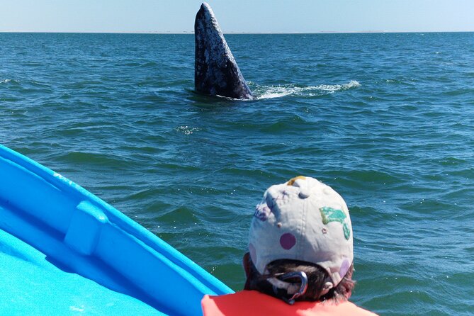 Full Day Gray Whale Watching Experience - Who Will Enjoy This Day Most?