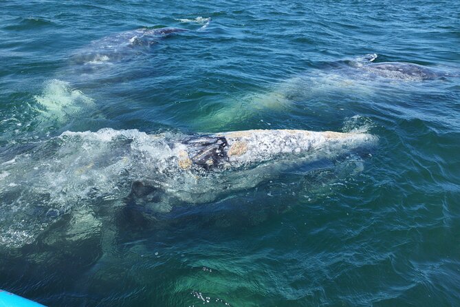 Full Day Gray Whale Watching Experience - What You May See on the Water
