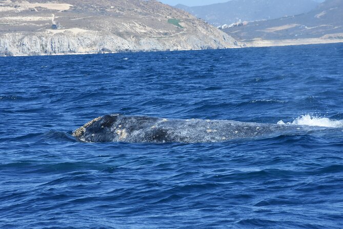 Full-Day Gray Whale Watching tour from Cabo to Mag Bay - Three hours of gray whale watching