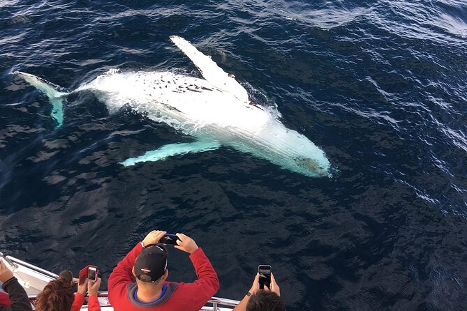 Full-Day Whale Watching and Wine Region Experience from Cape Town - A long day with two very different rewards