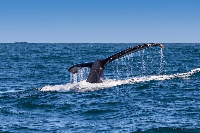 Full-Day Whale Watching and Wine Region Experience from Cape Town - Hermanus and the whale-watching boat