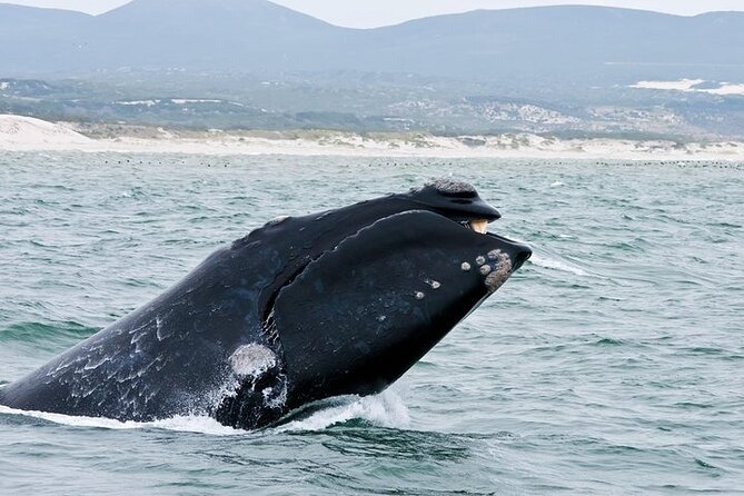Full-Day Whale Watching and Wine Region Experience from Cape Town - Booking advice and cancellation terms