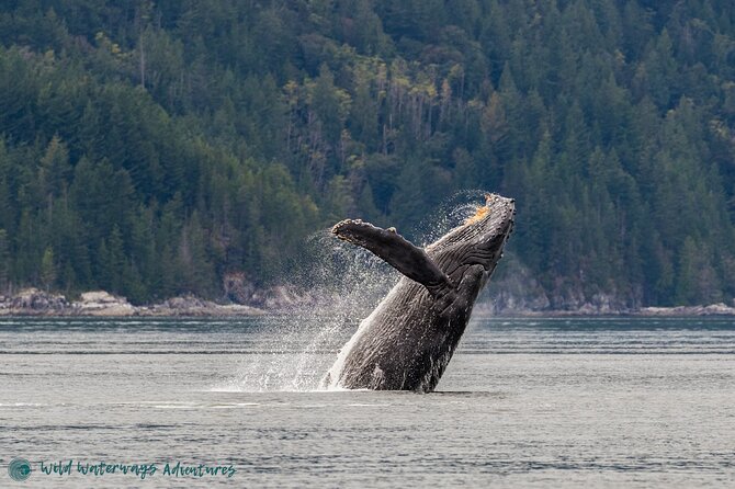 Full Day Whale Watching Campbell River - Key points before you book