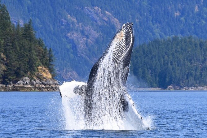 Full Day Whale Watching Campbell River - Searching for Biggs and resident orcas