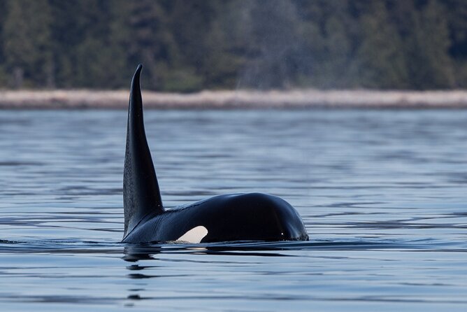Full Day Whale Watching Campbell River - Lunch on a private beach or public dock