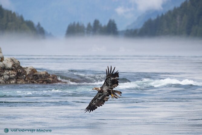 Full Day Whale Watching Campbell River - Watching humpbacks in open water