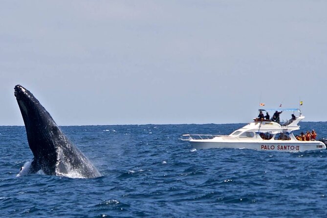 Full-Day Whale Watching Tour in Samana Bay from Cabeza de Toro - Searching the Bay for Humpback Whales