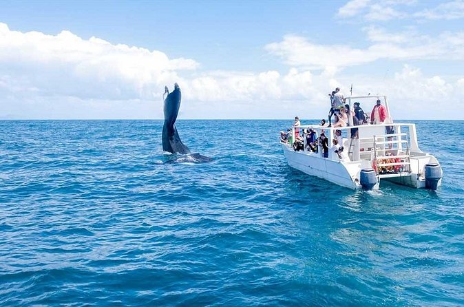 Full-Day Whale Watching Tour in Samana Bay from Cabeza de Toro - Who Will Enjoy This Tour Most?