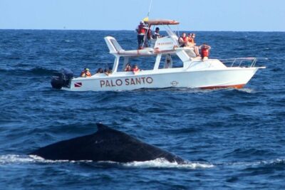 Full-day Whale watching Tour in Samana Bay from Punta Cana