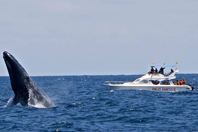 Full-day Whale watching Tour in Samana Bay from Punta Cana - Cayo Levantado and its two-hour beach break