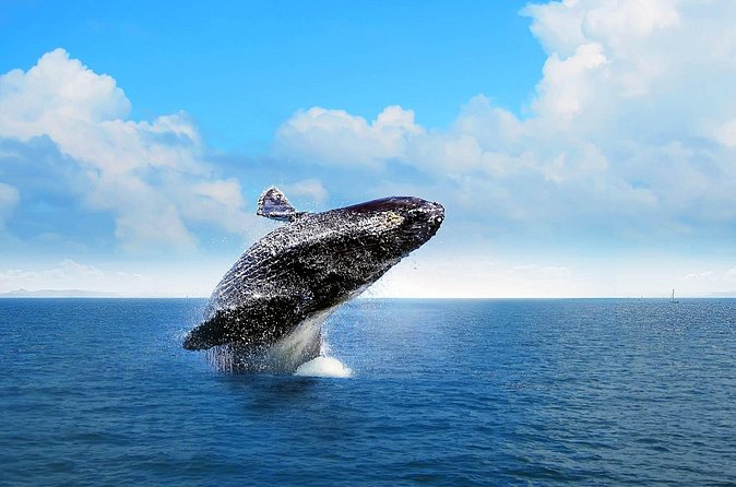 Full-day Whale watching Tour in Samana Bay from Punta Cana - The safari ride and El Limón Waterfall