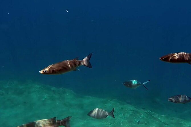 Full-Day Whales & The Princess Ring Islet (incl. Lunch) - A short ride into the Princess Ring Islet