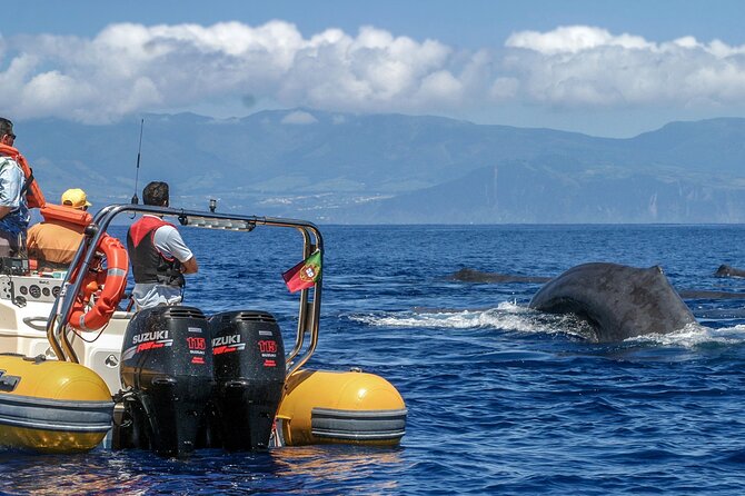 Full-Day Whales & The Princess Ring Islet (incl. Lunch) - Three hours looking for whales and dolphins