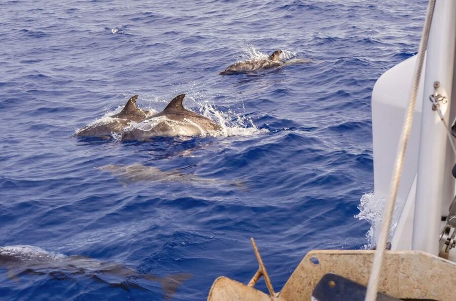Funchal Bay: Dolphin & Whale Watch Luxury Catamaran Cruise - The 45-minute return along Madeira’s coast