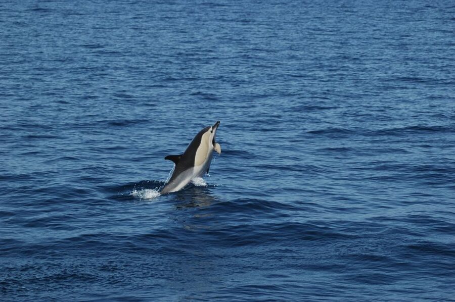 Funchal: Dolphin and Whale Watching Catamaran Cruise - Key points to know before you sail