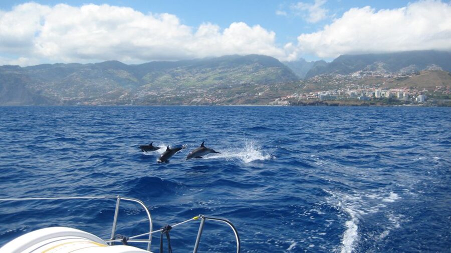 Funchal: Dolphin and Whale Watching Catamaran Cruise - Cabo Girão from the Atlantic side