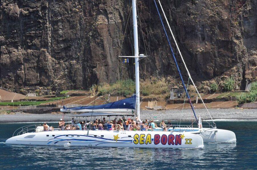 Funchal: Dolphin and Whale Watching Catamaran Cruise - Price, timing, and what the $41 covers
