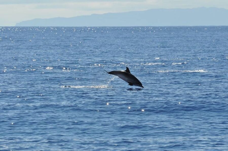 Funchal: Dolphin and Whale Watching Catamaran Cruise - Should you book the Seaborn Catamaran?