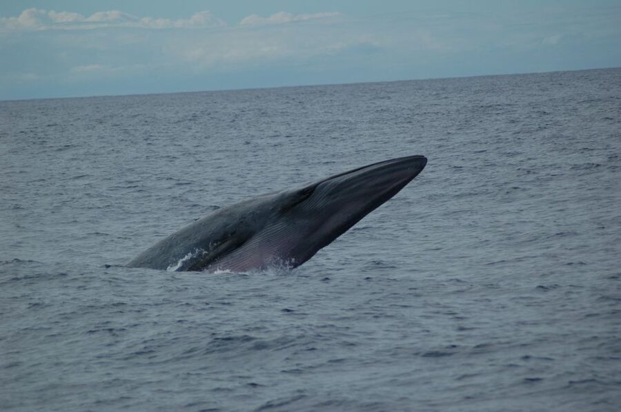 Funchal: Dolphin and Whale Watching Catamaran Cruise - Watching for dolphins, whales, and turtles