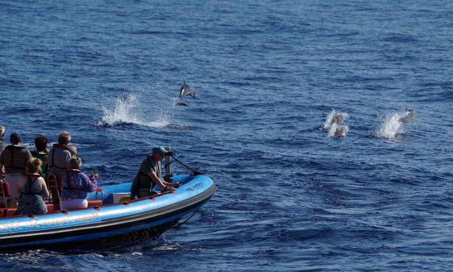 Funchal: Dolphin and Whale Watching Cruise - Should You Book the Sea Safari?