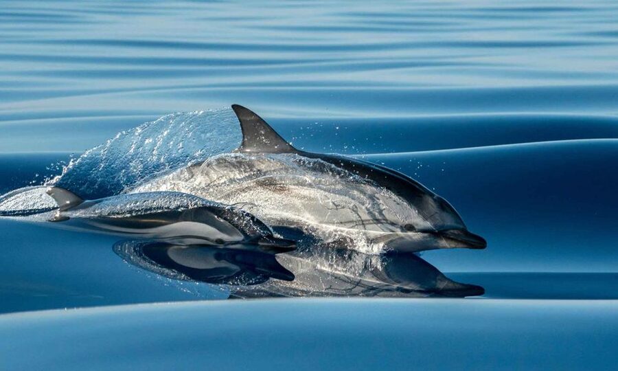 Funchal: Dolphin and Whale Watching Cruise - Hunting for Whales and Dolphins Offshore