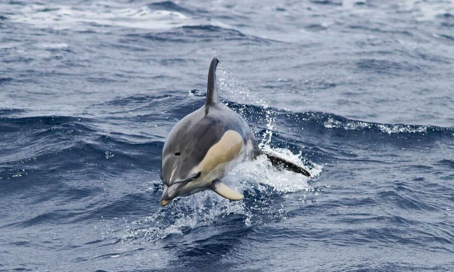Funchal: Dolphin and Whale Watching Cruise - The Marine Biologist Makes the Difference