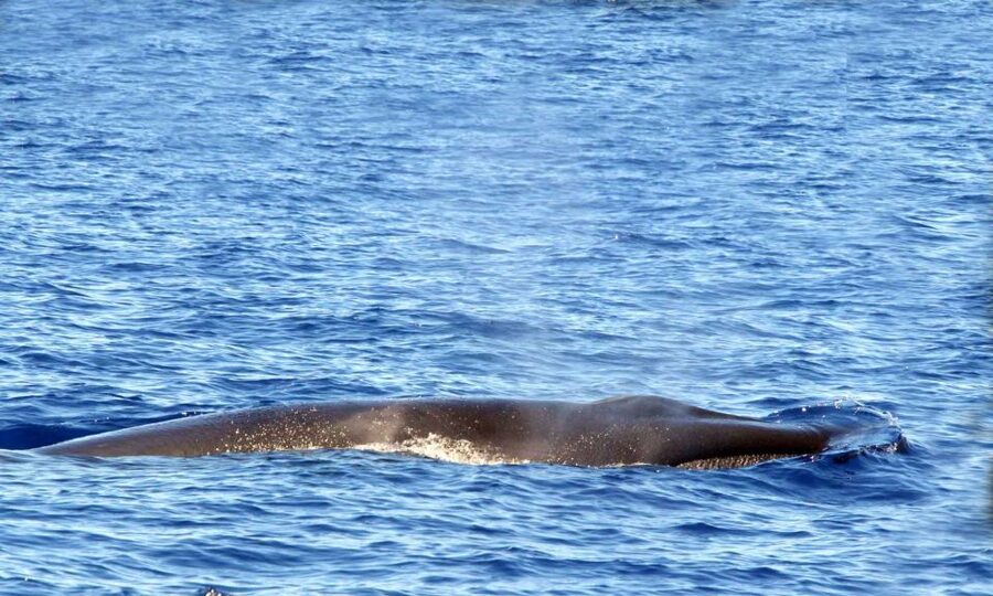 Funchal: Dolphin and Whale Watching Cruise - The Ride Back to Funchal
