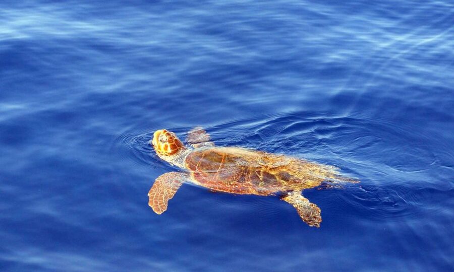 Funchal: Dolphin and Whale Watching Cruise - Who Will Enjoy This Most?