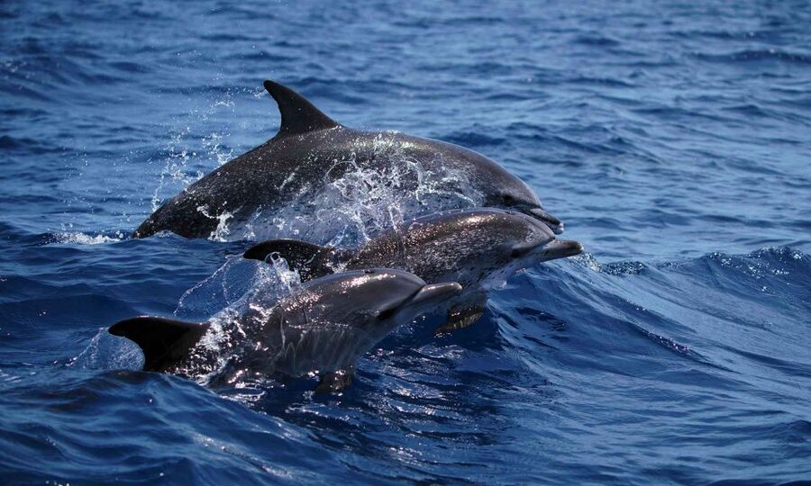 Funchal: Dolphin and Whale Watching Cruise - Leaving Magic Dolphin and Funchal Harbor